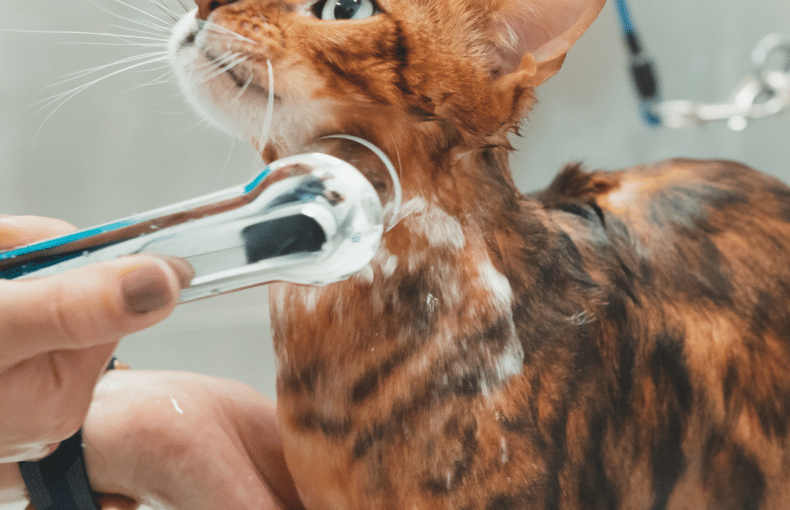 Cat Grooming - Bobcat Grooming