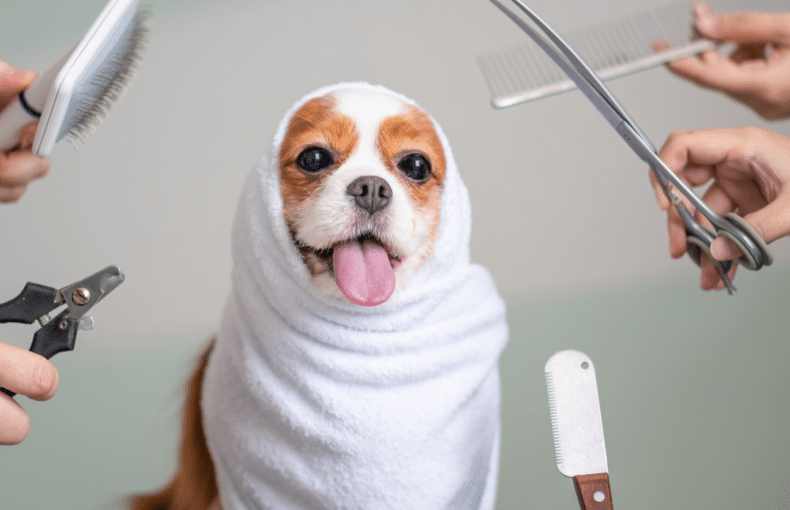 Dog Grooming - Wiggle Petshop