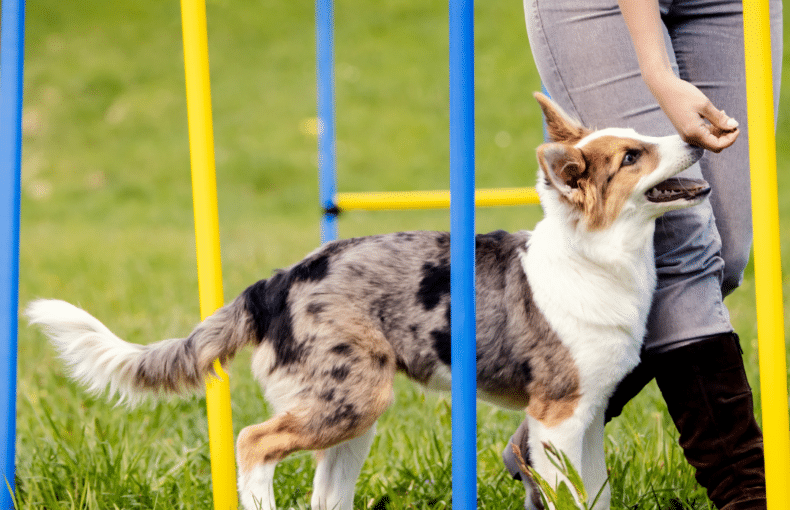 Dog Training - Inganan Dog Park